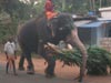 20mins after arriving in Kochi- our first elephant